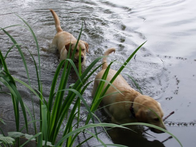 Dubina 2005.jpg